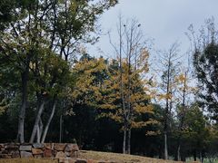 -盘龙城国家考古遗址公园