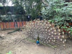 -广州长隆飞鸟乐园