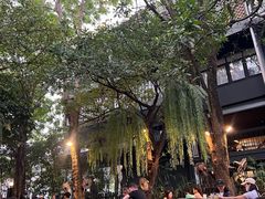 -Fern Forest Cafe