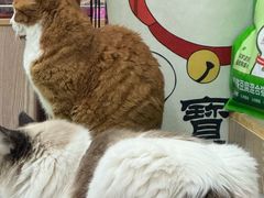 -四月宠物医院·猫专科·心脏专科·内科(转塘店)