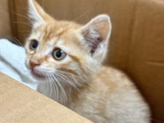 -瑞派康怡24h宠物医院·犬猫医疗中心·微创绝育(瑞景分院)