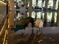 -西双版纳融创皇冠假日度假酒店