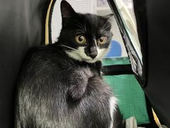 -汪喵宠物医院·骨科心脏影像·犬猫急重症ICU诊疗中心(成华分院)