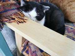 -喵屿·大理花园猫咖