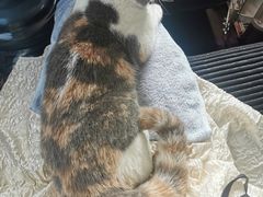 -纳吉亚猫专科动物医院博雅分院