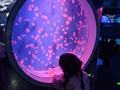 -芜湖新华联大白鲸海洋公园