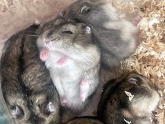 -怪兽屋·羊驼·猫咖·狗咖(俊华广场店)