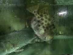 -阳江餐厅·30年老字号·粤菜海鲜大排档