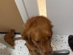 -瑞派康怡24h宠物医院·犬猫医疗中心·微创绝育(瑞景分院)