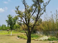 -上海长兴岛郊野公园