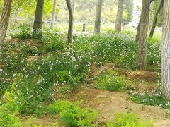 -燕郊植物园