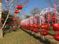 -洛阳郁金香牡丹园