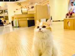 -猫和宫(六道口店)