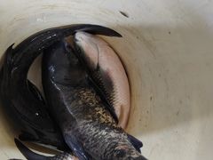 -浔味·山屿湖·正宗全鱼宴老字号