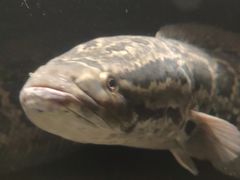 斑鱼-凤凰山斑鱼馆(恭城店)