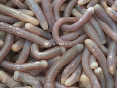 海肠子-南沙十九涌渔人码头-南门