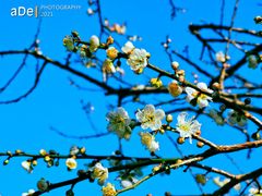 -广州市流溪河国家森林公园