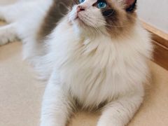 -猫在这儿猫咪咖啡馆·撸猫馆