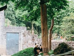 -都江堰中华大熊猫苑