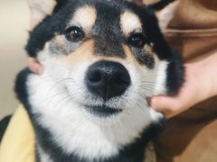 -逗柴咖啡屋·狗咖猫咖宠物桌游
