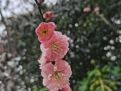 -无锡梅园公园