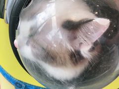 -瑞派紫金宠物医院24小时·骨科·中兽医·重症转诊中心(番禺大石院)