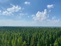 -黄海国家森林公园