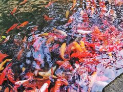-千岛湖东南湖区