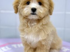 -Oh My Dog宠物沙龙(伊珊娜皮毛护理店)