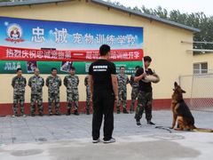 -北京京卫宠物寄养训练中心