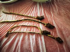 -盘龙黄鳝(盘龙居店)