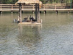 -溱湖国家湿地公园