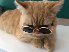 -飞行喵MR PILOT|猫舍·猫咖(静安大融城店)