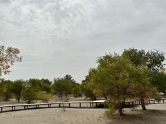 -金塔沙漠胡杨林景区