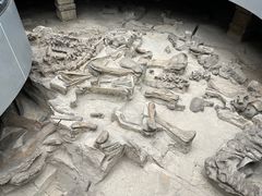 -自贡恐龙博物馆