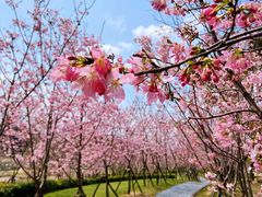 -福建鲤鱼洲酒店