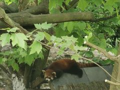 -都江堰中华大熊猫苑