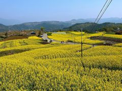 -桑洲油菜花景区