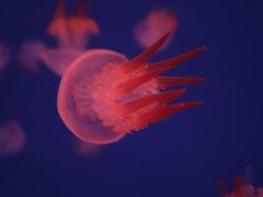 -多彩贵州城极地海洋世界