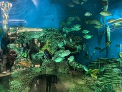 -艺厨风尚餐厅 · 桔钓沙莱华度假酒店