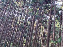-冶父山国家森林公园