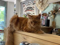 -平行世界·猫咖(首经贸店)
