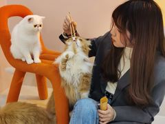 -More Fun猫咖 二十只万元加菲主题