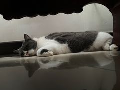 -瑞派紫金宠物医院24小时·骨科·中兽医·重症转诊中心(番禺大石院)