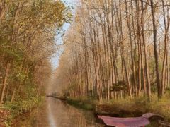 -合肥滨湖国家森林公园