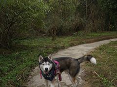 -桤木河湿地公园