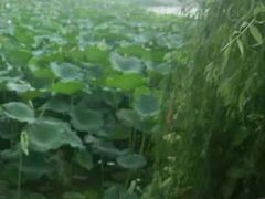 -飞来湖湿地公园
