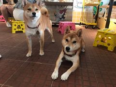 -柴犬高等学院·狗咖·柴犬售卖·宠物训练