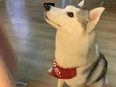 -Husky Go! 哈士奇体验馆·宠物咖啡厅狗咖