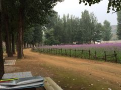 iphone_upload_pic-紫海香堤香草艺术庄园